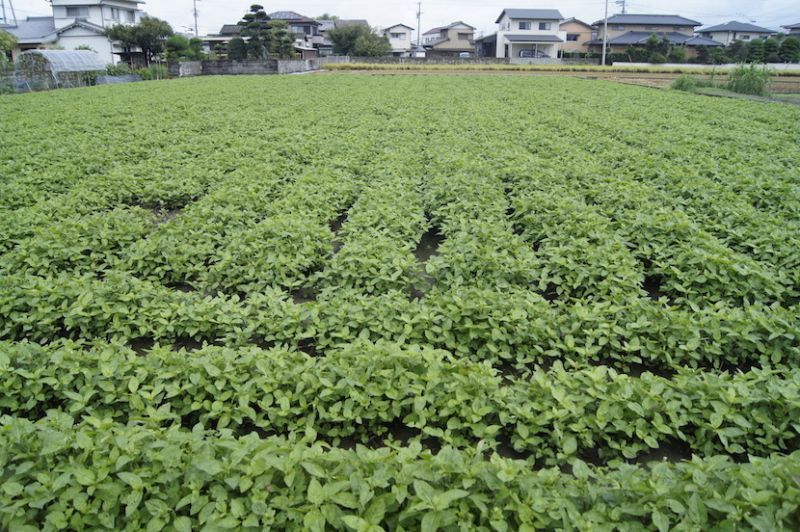 trang trại chàm ở Tokushima
